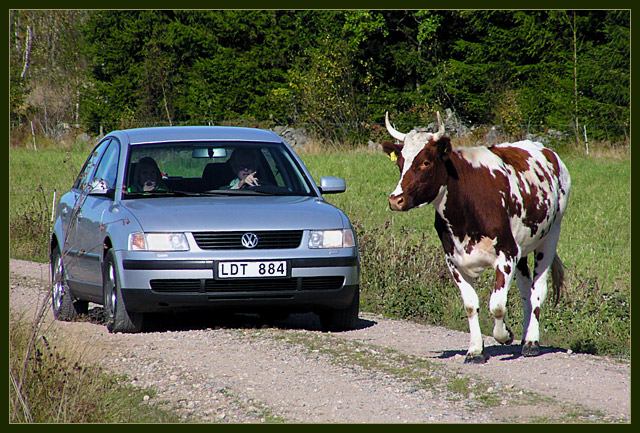 Horsepower Vs. Cowpower