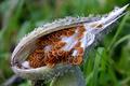 Milkweed Pod