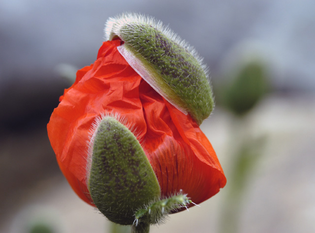 Emerging Orange Poppy