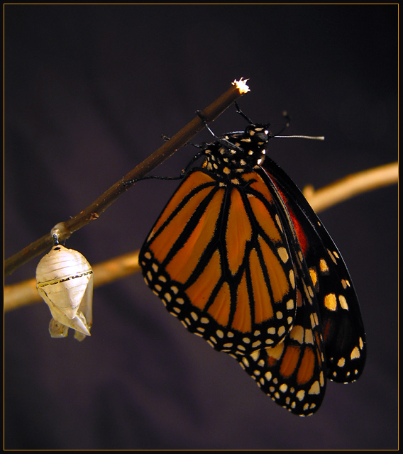 Metamorphosis: Newly Eclosed Monarch