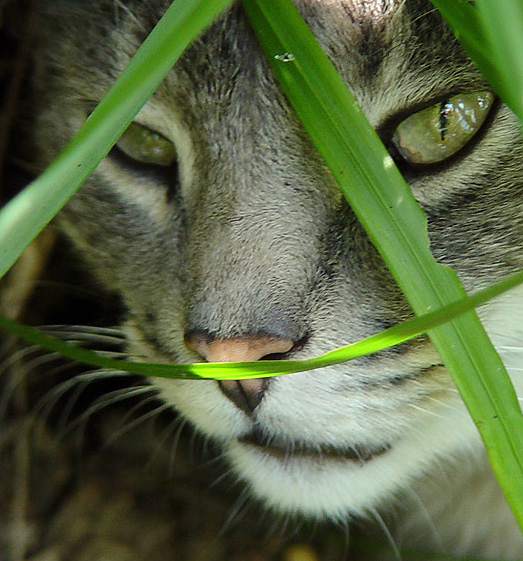 Hiding in the Grass