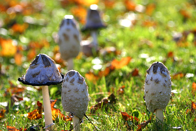 Shaggy Manes