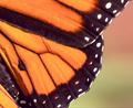 Anatomy of a Butterfly Wing