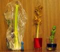 the science of colored celery