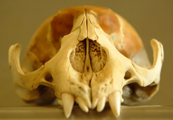 mammal?