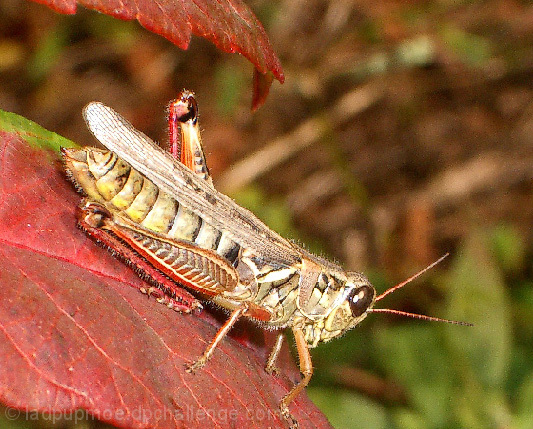 Entomology ~ The study of insects