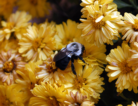 The Science of Processing Nector Into Honey