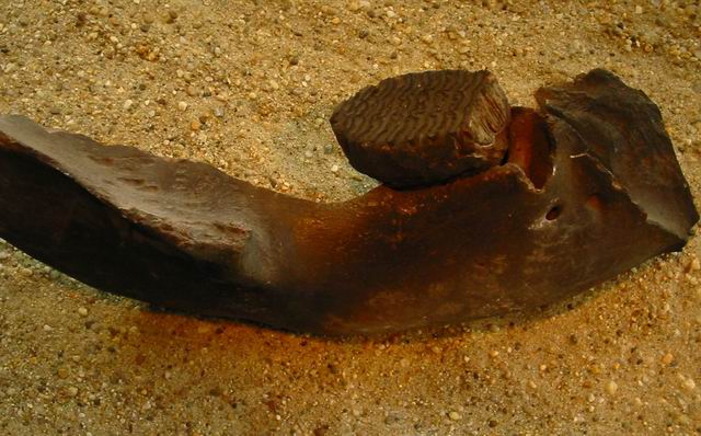 Paleography - Mammuth jawbone