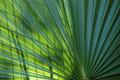 Palm Patterns