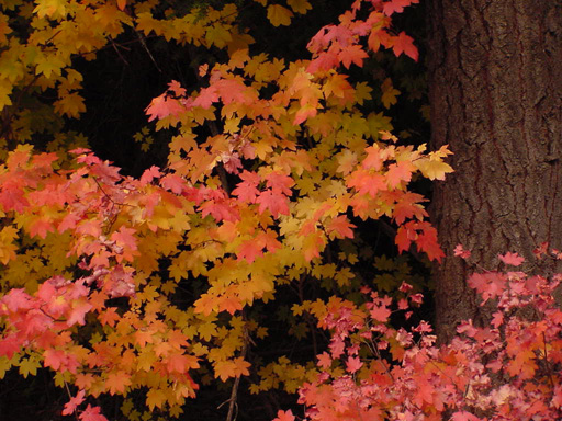 Maple in Autumn