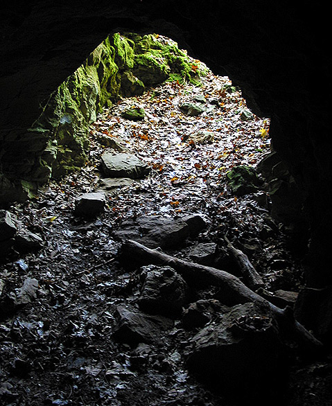 Inside Looking Out/A Bears Eye View