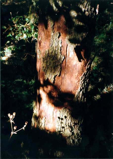 Weathered Tree