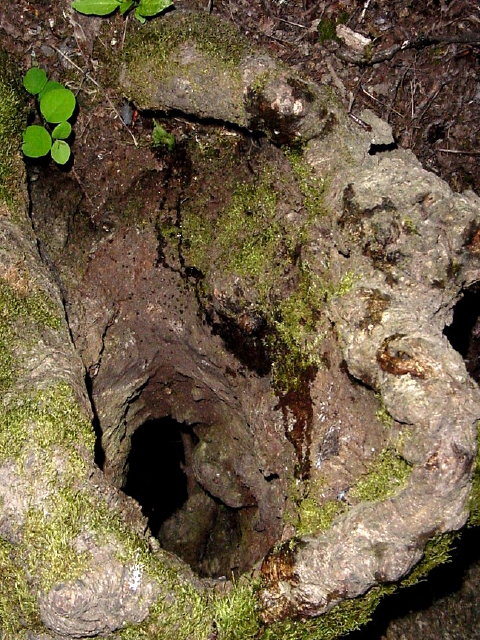 Where Spiders Dare