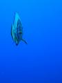 All alone in the deep blue
