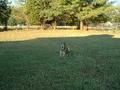 Skippy