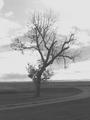 Dead Tree