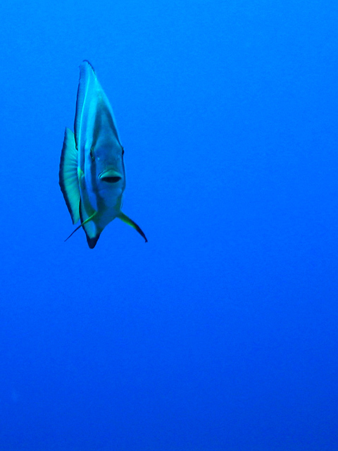 All alone in the deep blue