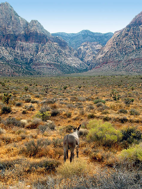 Red Rock Rush Hour