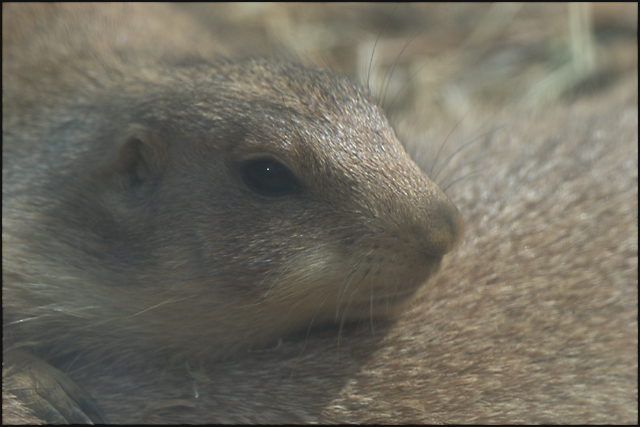 Prairie Dog