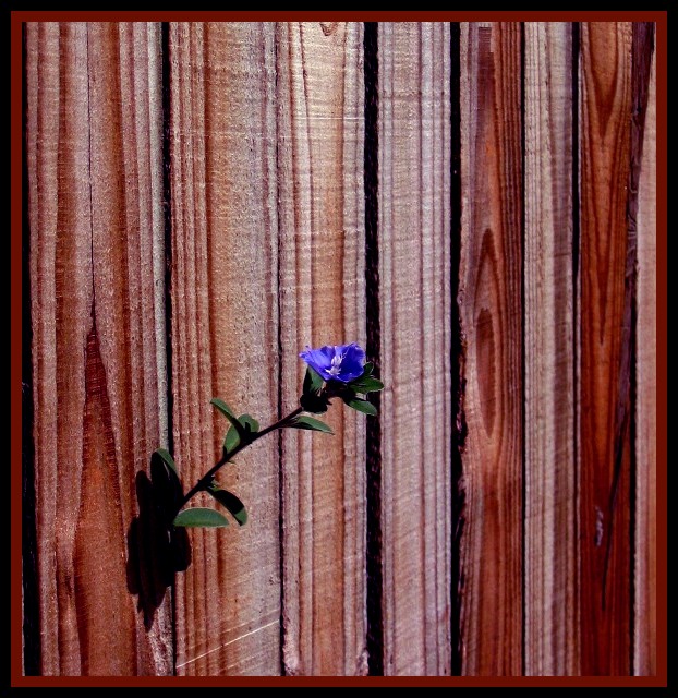 Wall Flower