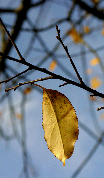 Alone on a Limb