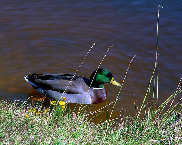 Lonely Mallard