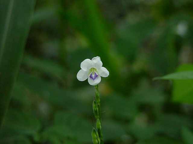 lonely little flower