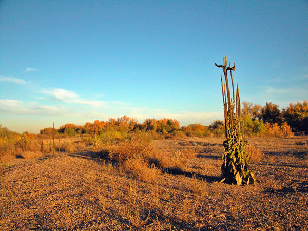 Are We Ever REALLY Alone? (The Cattail Cross)