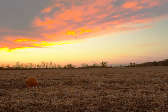 The Last Pumpkin