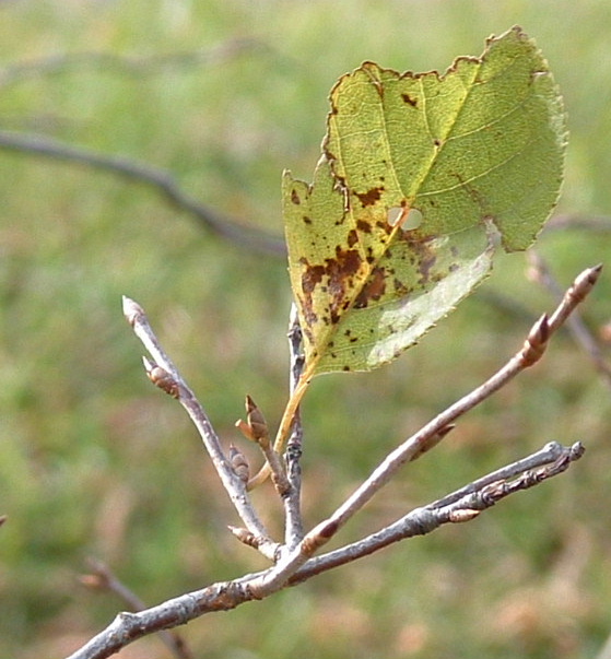 Last Leaf Hangin'