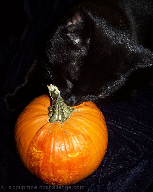 . . .My Pumpkin . .