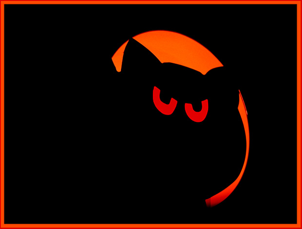 Spooly Cat