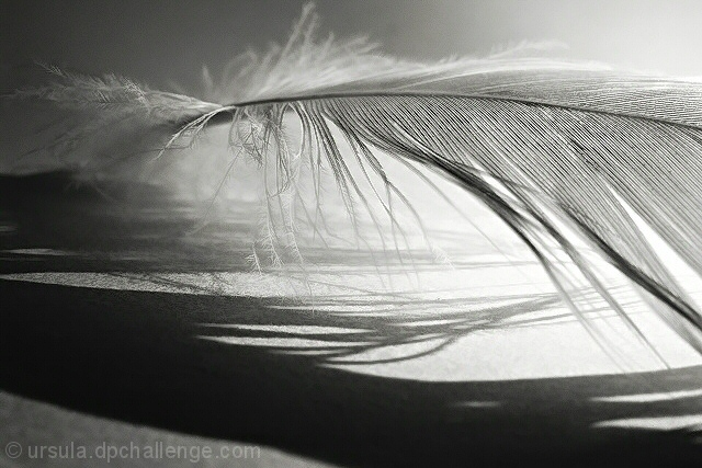 light, feather, shadow II