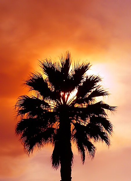 In A Palm Tree's Shadow