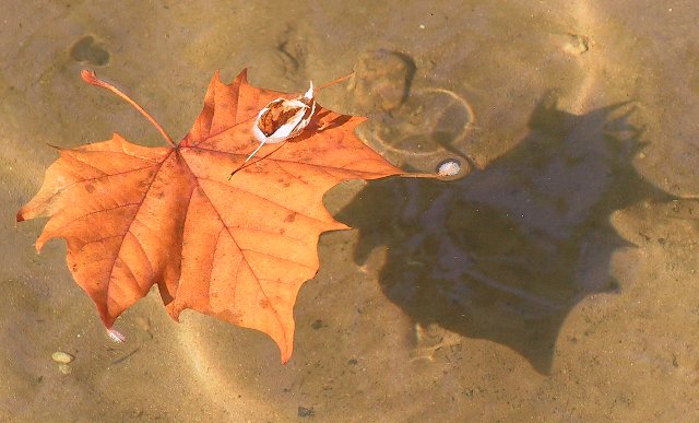 Leaf Shadow....Leaf Shadow