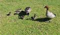 Duck family