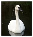 bugler swan