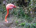 flamingo