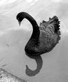 Reflection of a Black Swan