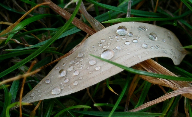 A Gathering of Dew