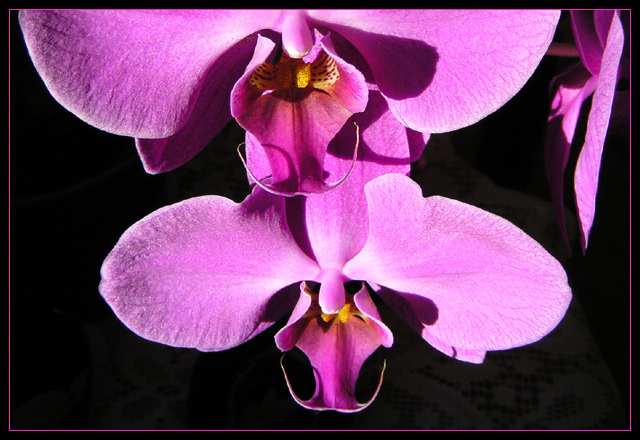 Dad&acute;s Flower