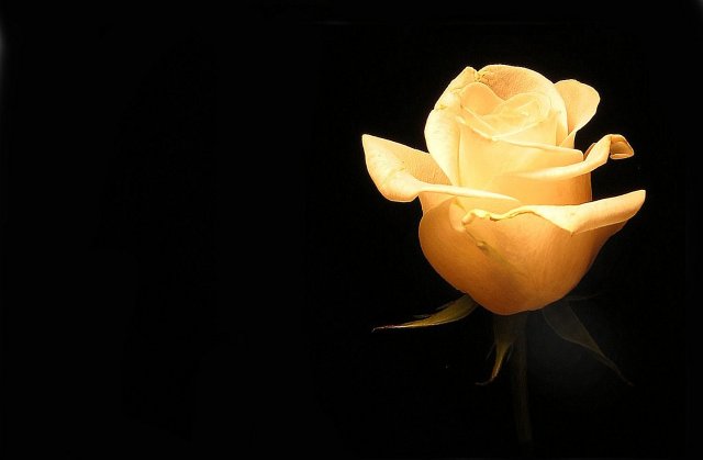 Gracefull Beauty