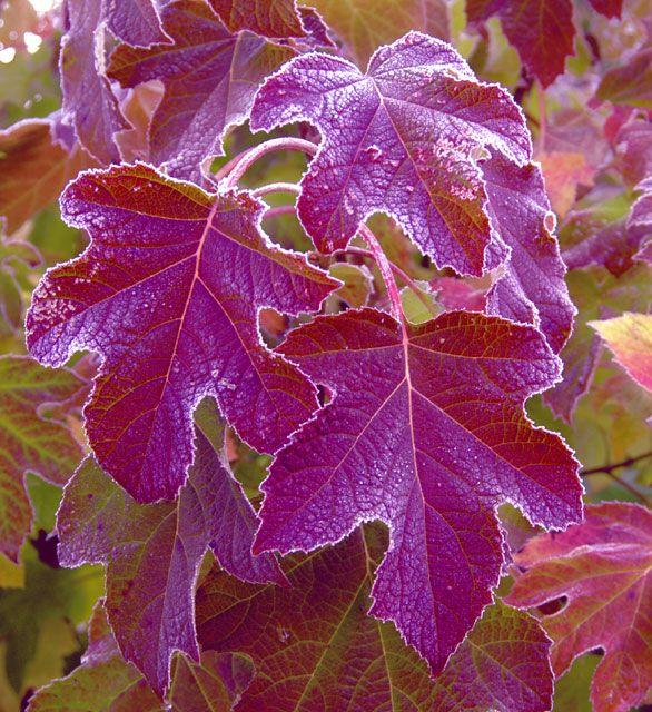 Frost tinged oak leaves dying with grace and beauty