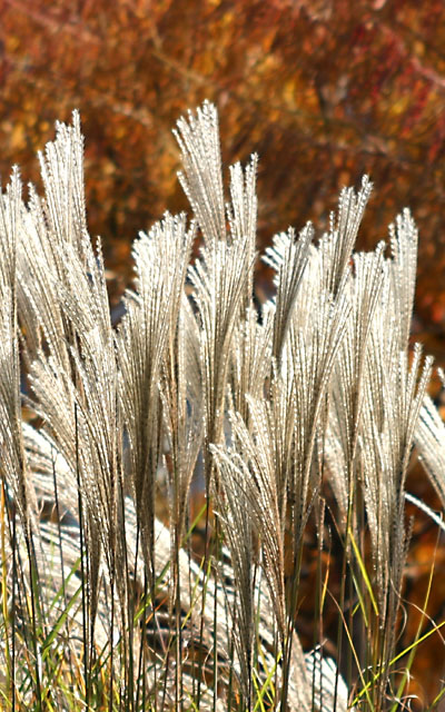 Infinite Grains