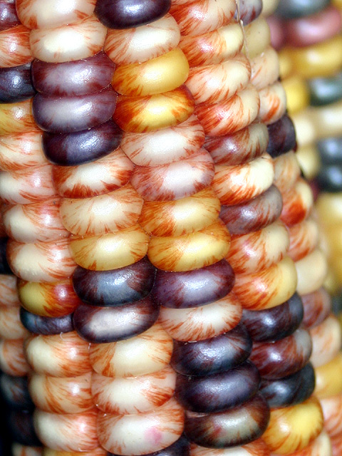 Infinitely corn