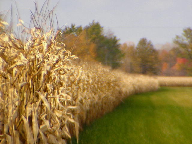 Midwest Field Corn