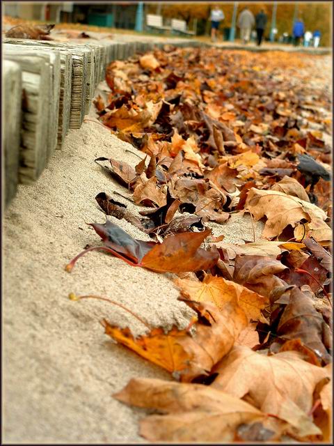 fallen leaves along the boardwalk