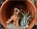 POTTED DOG