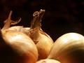 Onions