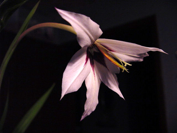 Still Beauty